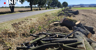Droga do Strzegomia przez Olszany będzie zamknięta, na razie wycinają drzewa…