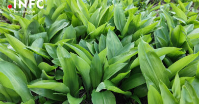 Czosnek niedźwiedzi – pierwsza nowalijka, która budzi wiosnę na talerzu Czosnek niedźwiedzi – pierwsza nowalijka, która budzi wiosnę na talerzu